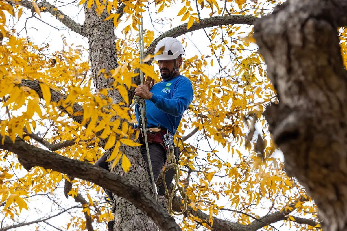 Skilled Tree Planting crew working in Oxnard